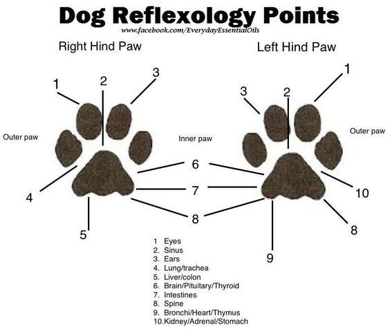 punti-riflessologia-cane