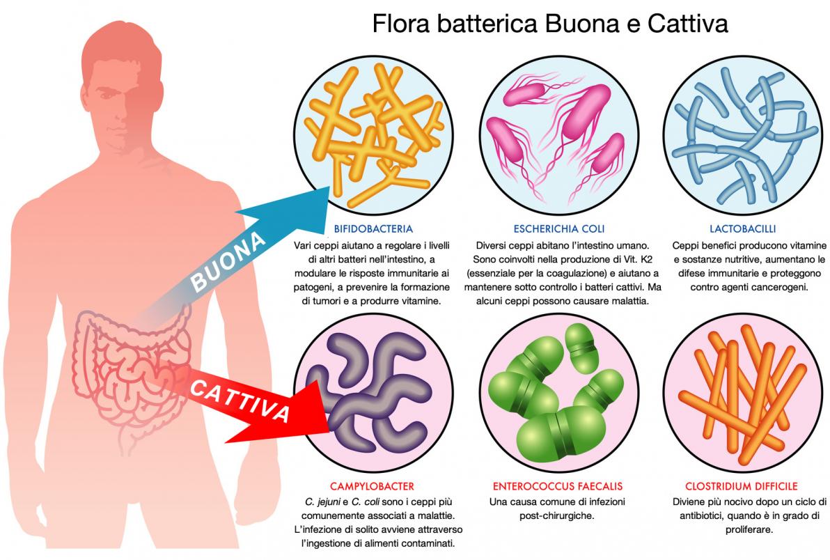 Microbiota Intestinale: Cos'è, Sintomi Di Uno Squilibrio E Rimedi ...